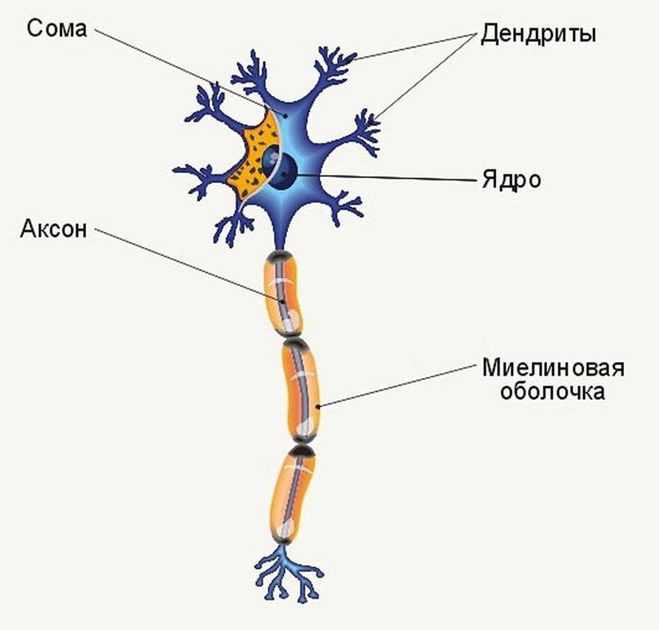 Метасимпатическая нервная система. Физиология