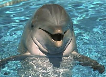 к чему снится дельфин