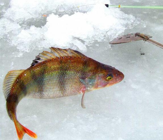 зимняя рыбалка в псковской области