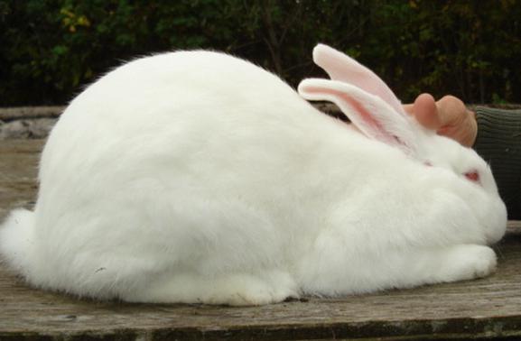 кролики порода белый великан разведение и содержание в домашних условиях