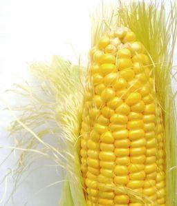 кукуруза в банке калорийность