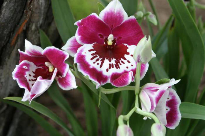 как отсадить деток орхидеи
