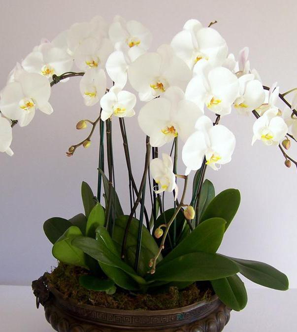 как посадить деток орхидеи в сфагнум