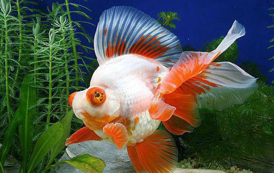 самые красивые аквариумные рыбки фото и названия