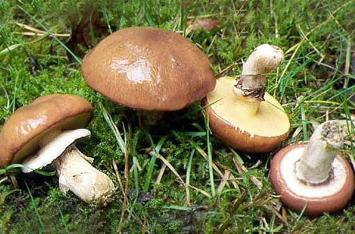 есть ли грибы в саратовской области