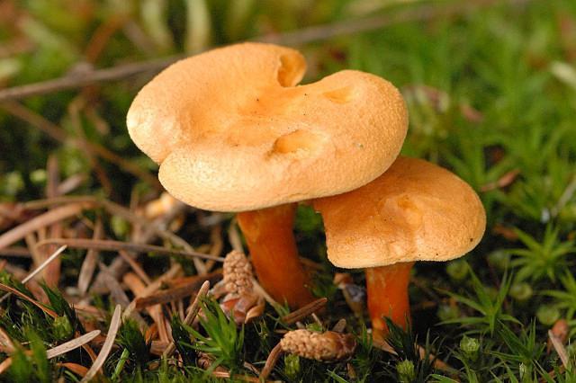 грибы саратовской области