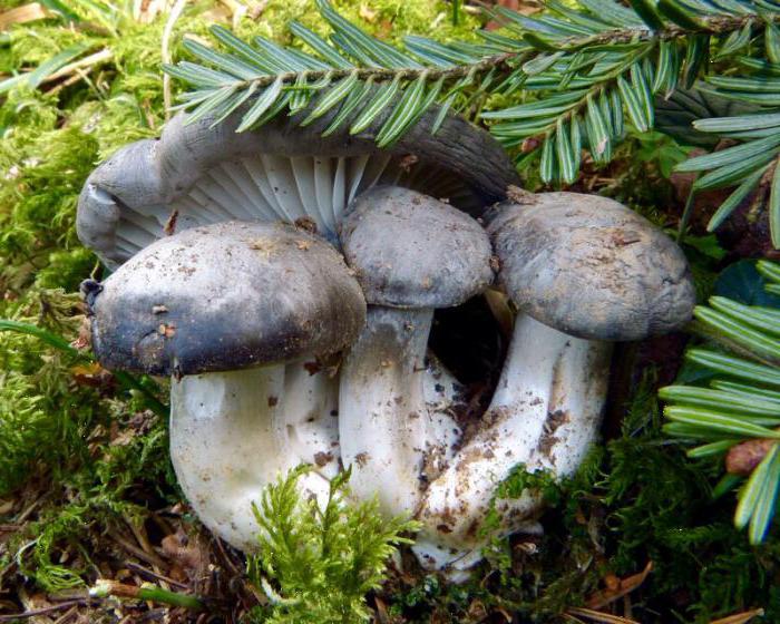 съедобные пластинчатые грибы