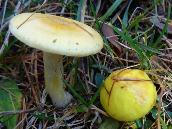  съедобные пластинчатые грибы