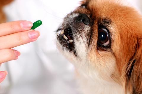 витамины для собаки