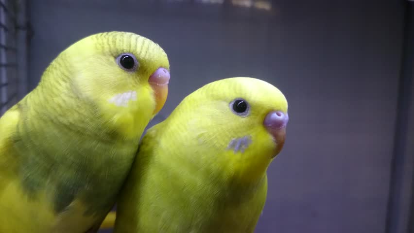 волнистые попугаи в домашних условиях