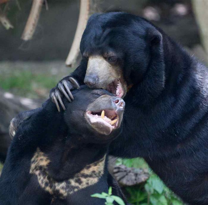 малайский медведь бируанг