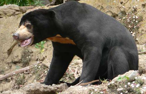 малайский медведь или бируанг