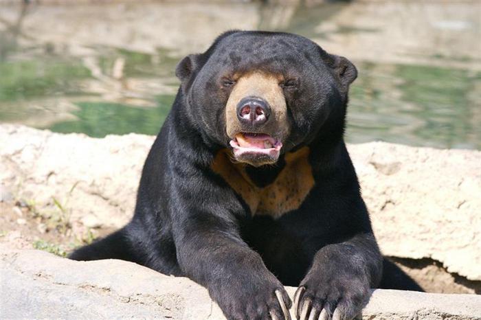 бируанг солнечный медведь малайский медведь