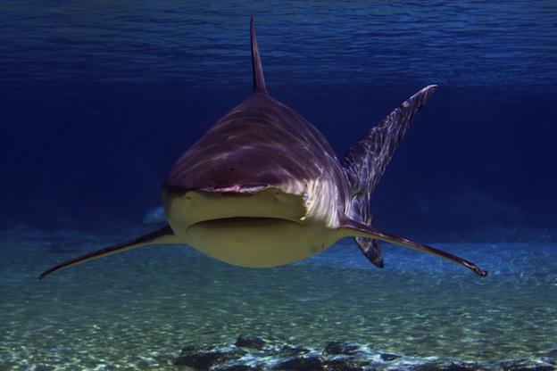 серая бычья акула фото 