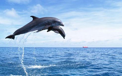 дельфин черноморский