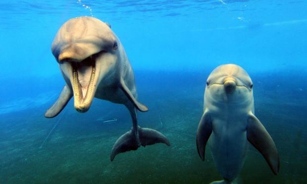 звуки дельфинов