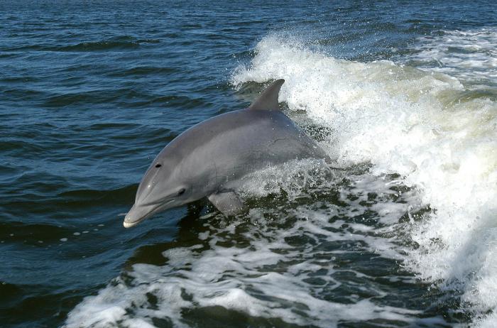 большой дельфин