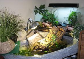 уход за водяной черепахой в домашних условиях