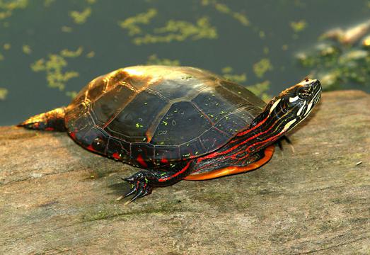 водяная красноухая черепаха в домашних условиях