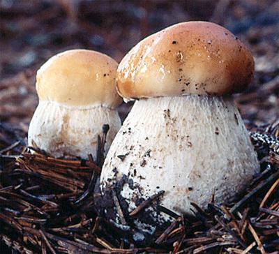 как варить белые грибы