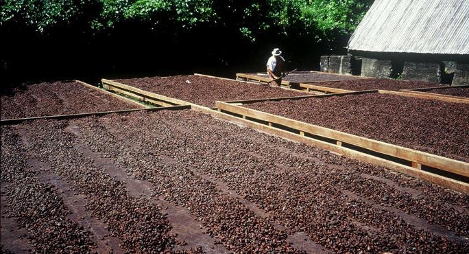 какао напитки производители 