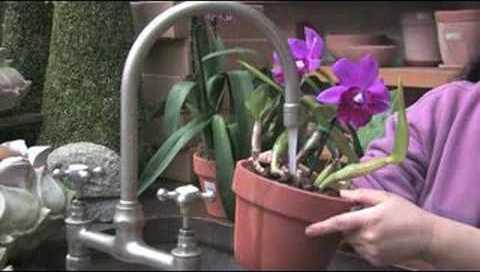 Полив орхидей в домашних условиях