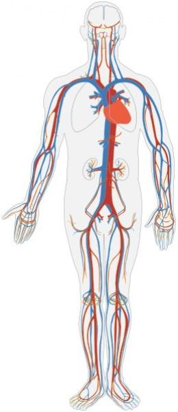 круги кровообращения человека