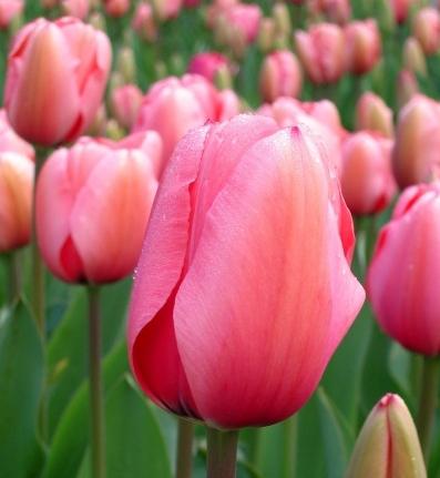 как ухаживать за тюльпанами после цветения