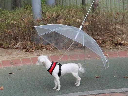 необычные зонты