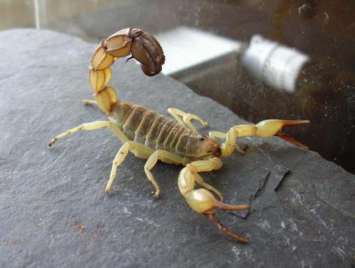 чем питаются скорпионы в природе 