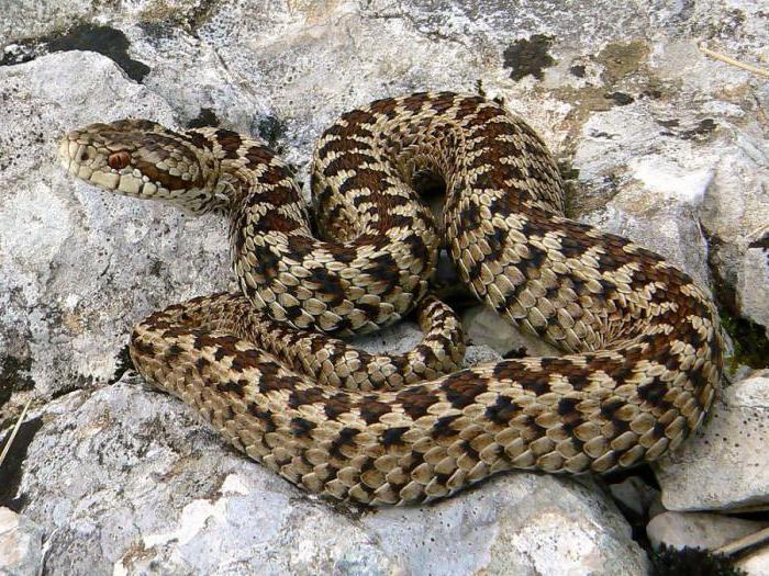 Без паники. 6 видов змей, живущих в Волгоградской области