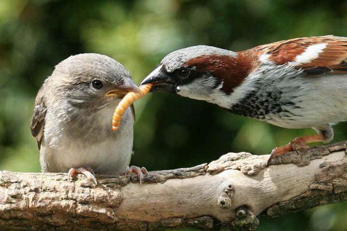 как отпугнуть птиц от черешни народный способ 