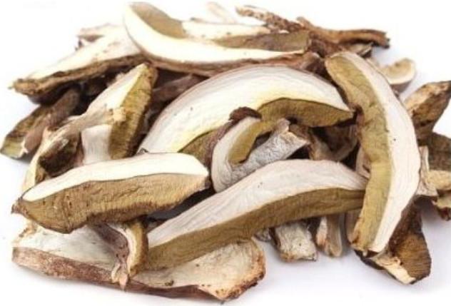 сосновый белый гриб фото и описание