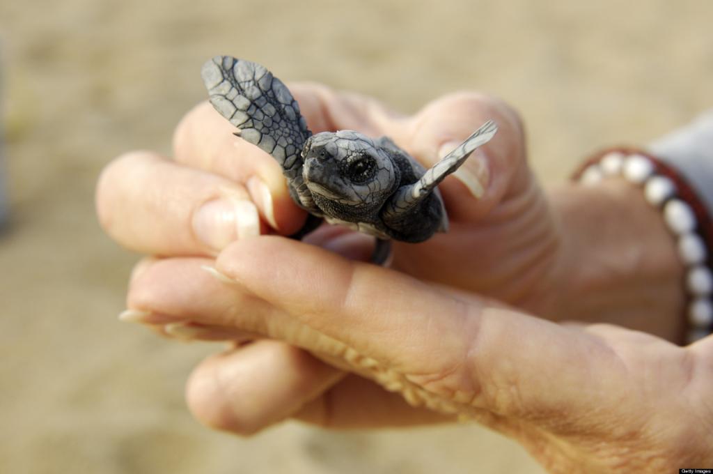 новорожденная черепаха
