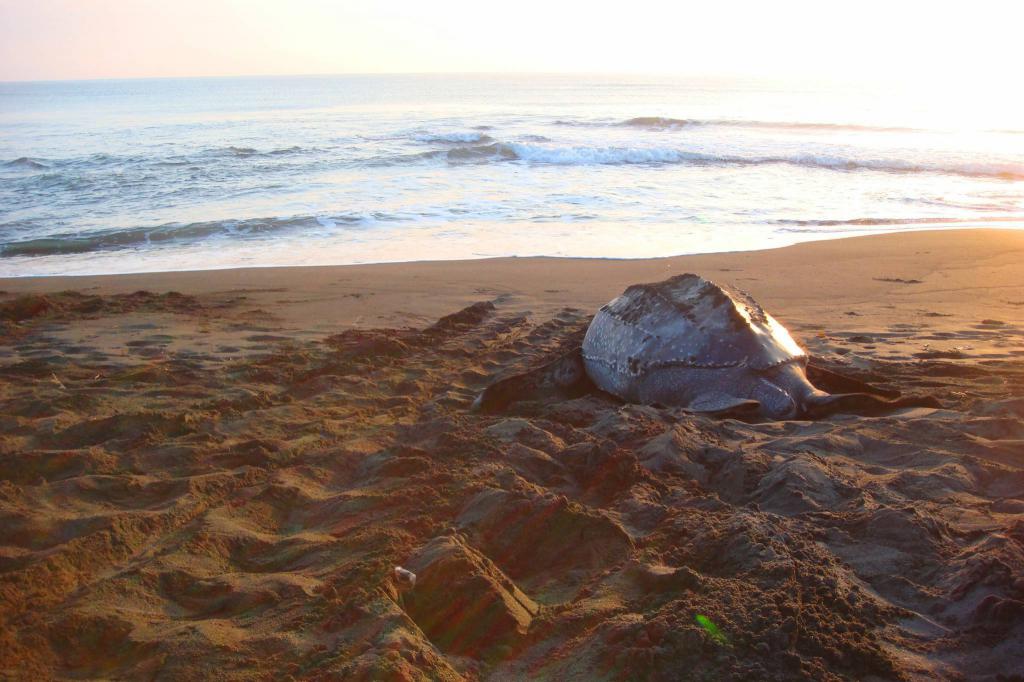 кожистая черепаха уходит в море