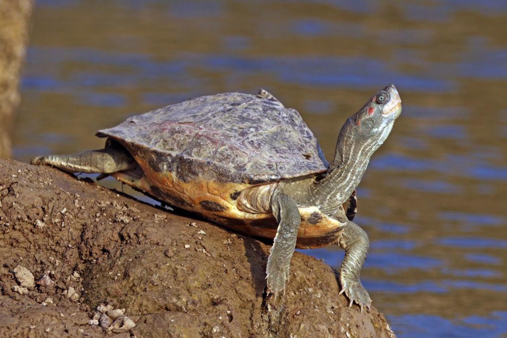 змеиношейная черепаха Гидромедуза