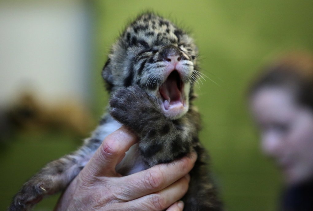 новорожденный детеныш леопарда