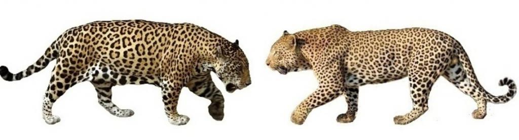 ягуар и леопард