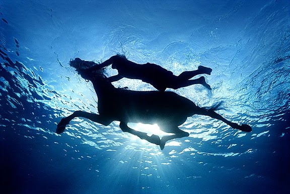 Как научить лошадь плавать?