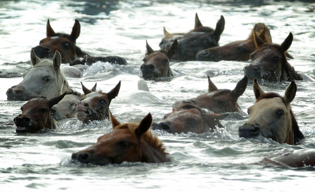 лошади умеют плавать