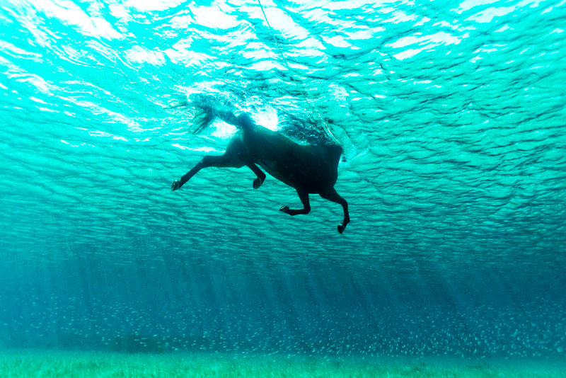плавают ли лошади