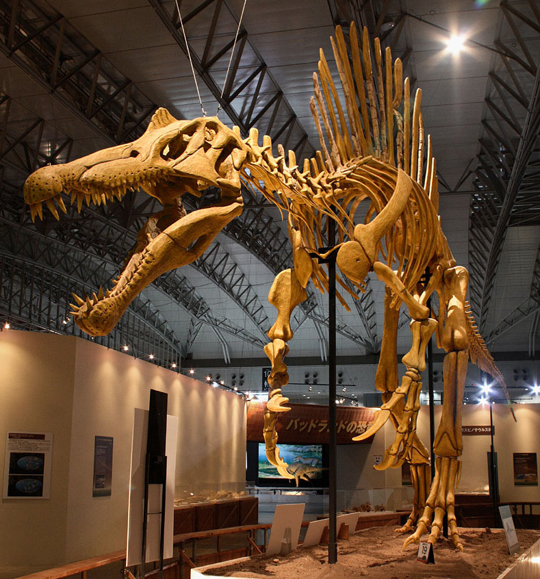 Скелет спинозавра