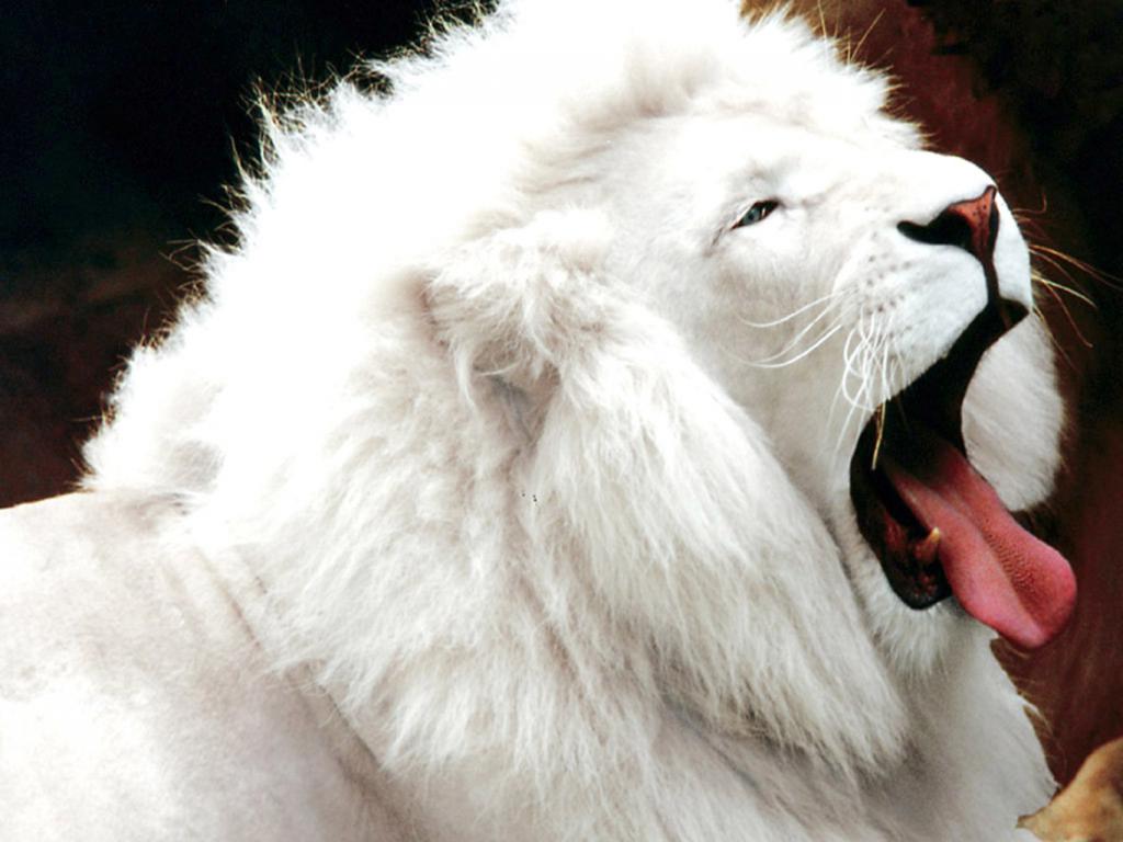 белый красивый лев