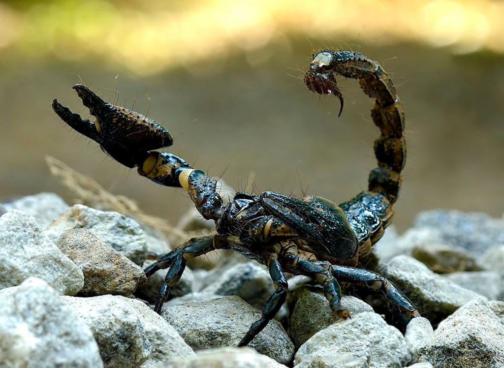 самый крупный скорпион