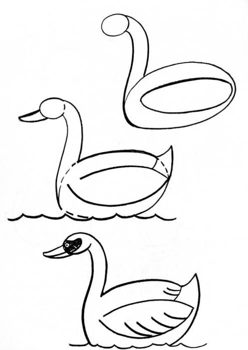 Как рисовать лебедя поэтапно
