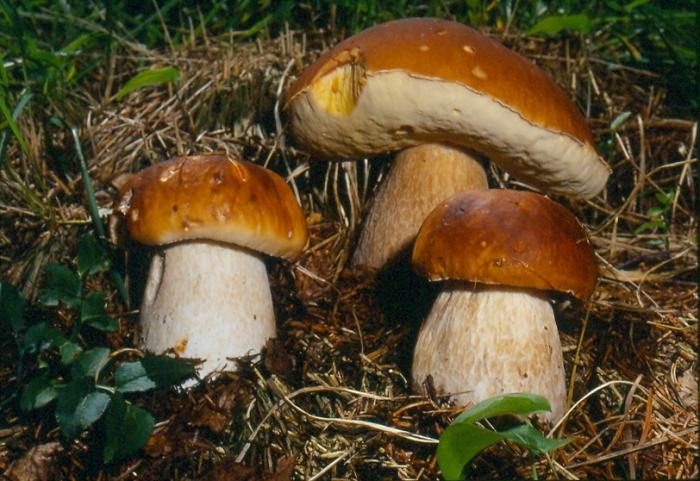 разновидности белых грибов