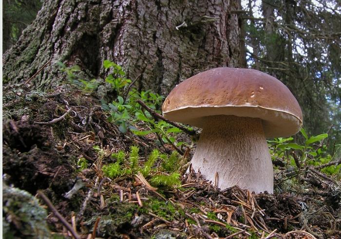белый гриб разновидности