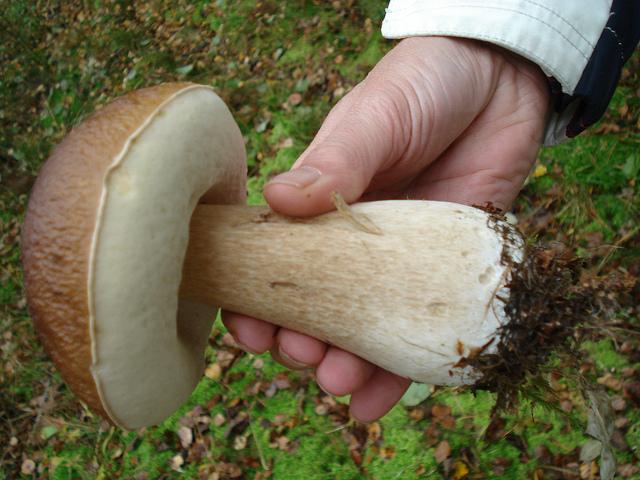 грибы белые фото