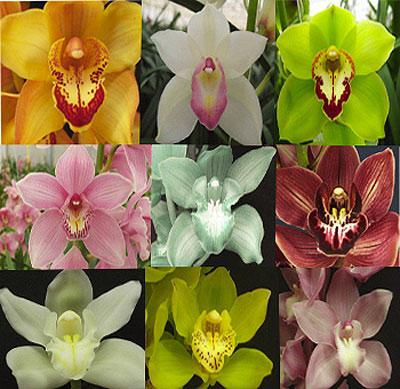 виды орхидей цимбидиум фото