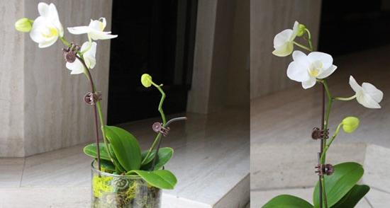 уход за орхидей